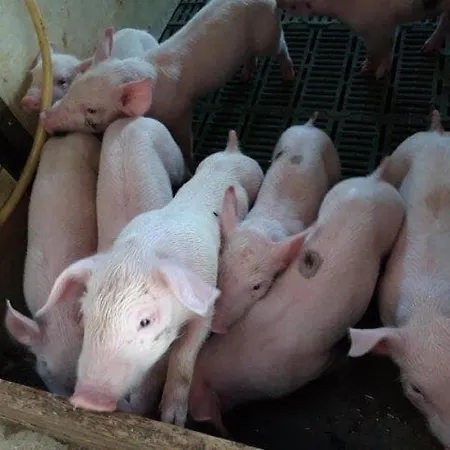 Lantgård Moierhof Treffelstein