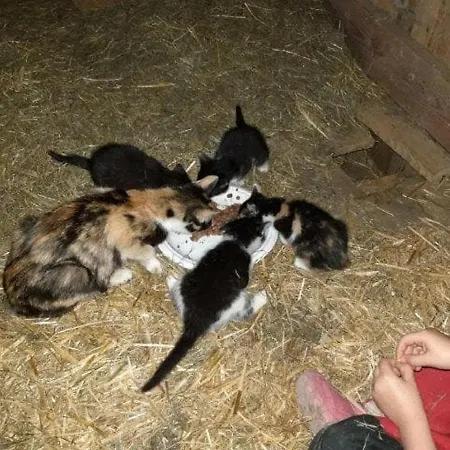 Moierhof Κατάλυμα σε φάρμα