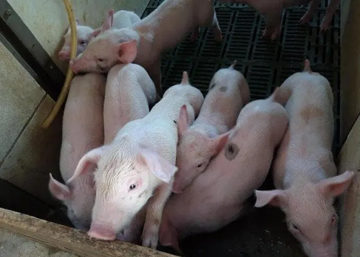 Lantgård Moierhof Treffelstein